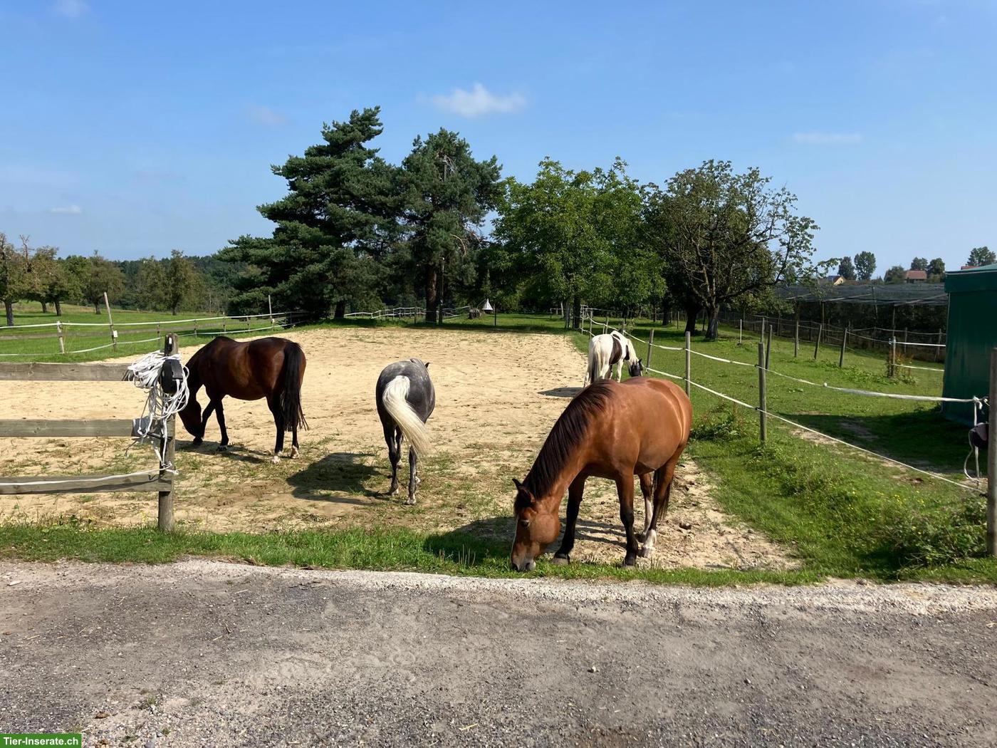 Bild 2: Offenstallplatz frei in Häggenschwil SG ab Mitte August
