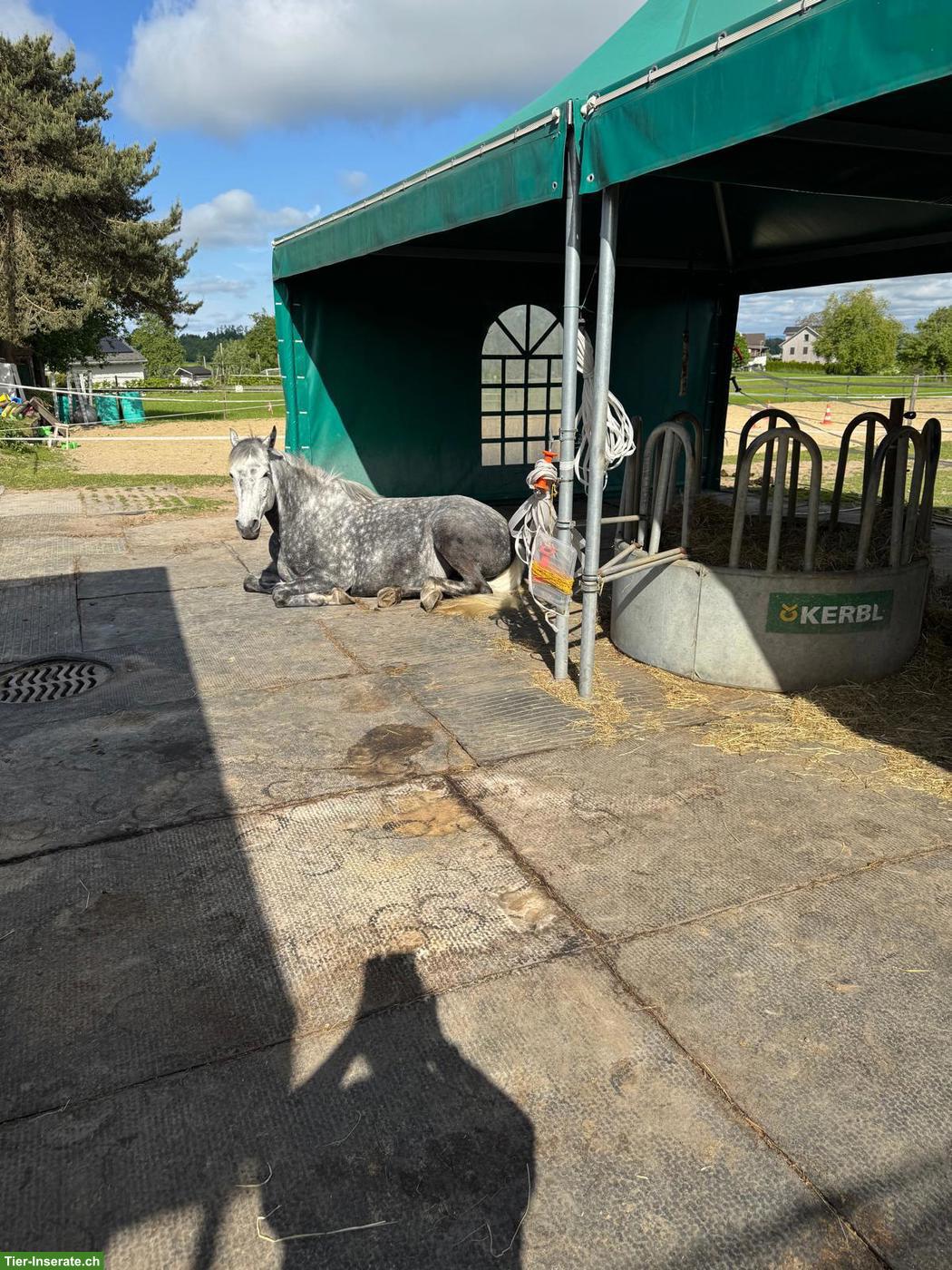 Bild 3: Offenstallplatz frei in Häggenschwil SG ab Mitte August