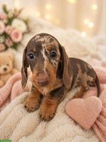Kaninchen Dackel Welpe (Rüde) mit Stammbaum