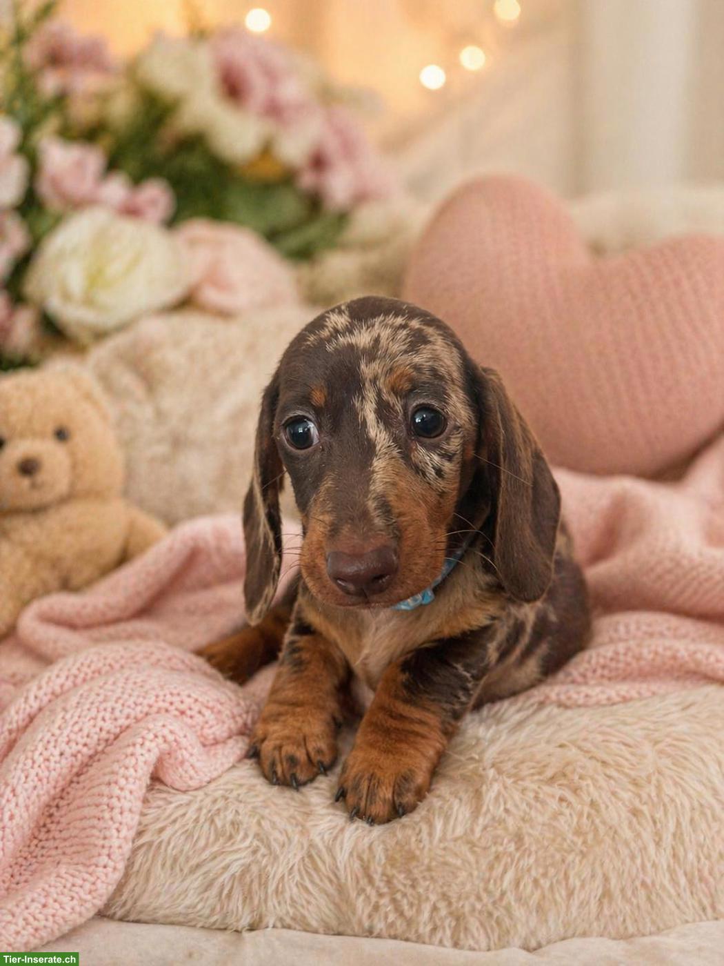 Bild 2: Kaninchen Dackel Welpe (Rüde) mit Stammbaum
