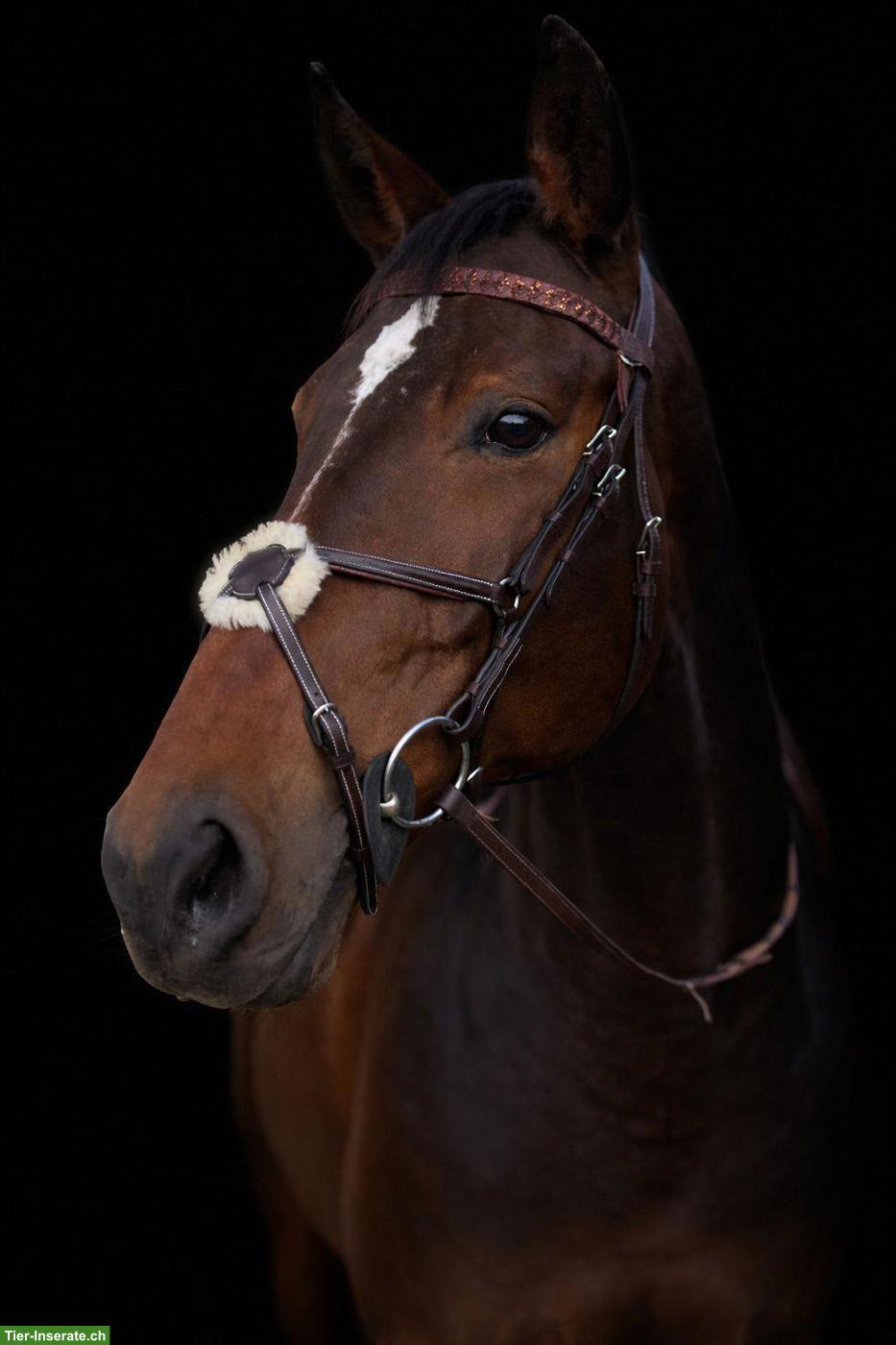 Deutsches Sportpferd: 9-jährige Stute mit Top-Abstammung