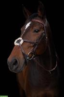 Deutsches Sportpferd: 9-jährige Stute mit Top-Abstammung