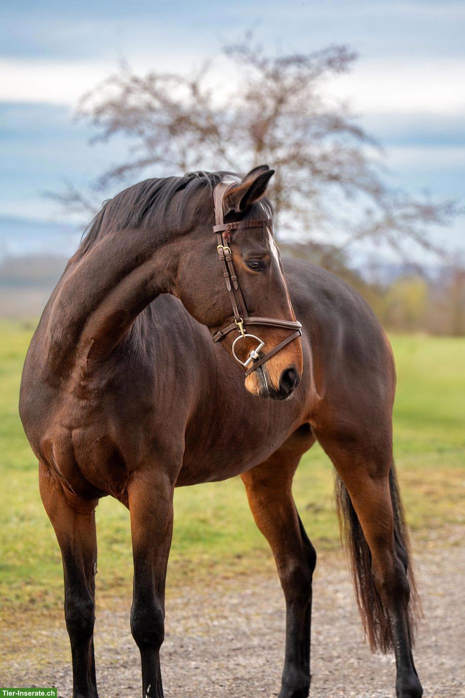 Bild 2: Deutsches Sportpferd: 9-jährige Stute mit Top-Abstammung