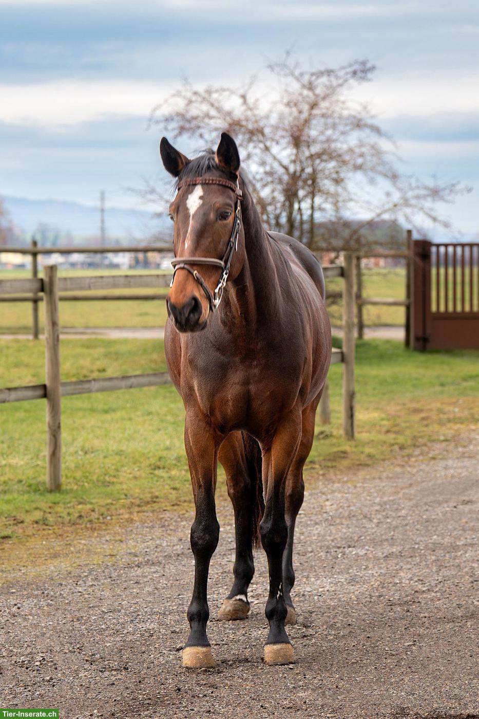 Bild 3: Deutsches Sportpferd: 9-jährige Stute mit Top-Abstammung