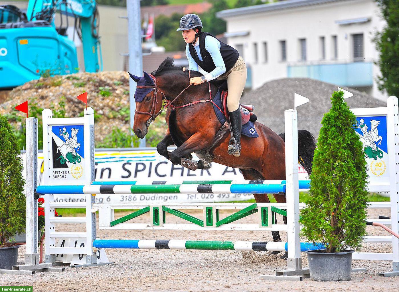 Bild 4: Deutsches Sportpferd: 9-jährige Stute mit Top-Abstammung