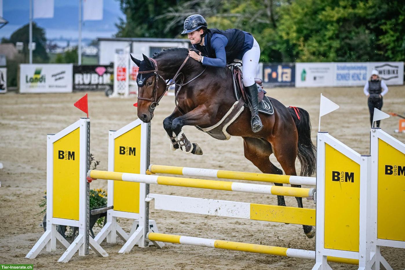 Bild 5: Deutsches Sportpferd: 9-jährige Stute mit Top-Abstammung