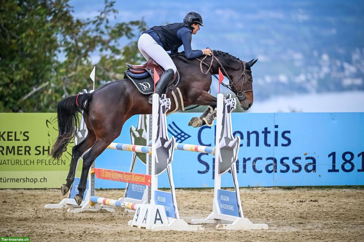 Bild 6: Deutsches Sportpferd: 9-jährige Stute mit Top-Abstammung