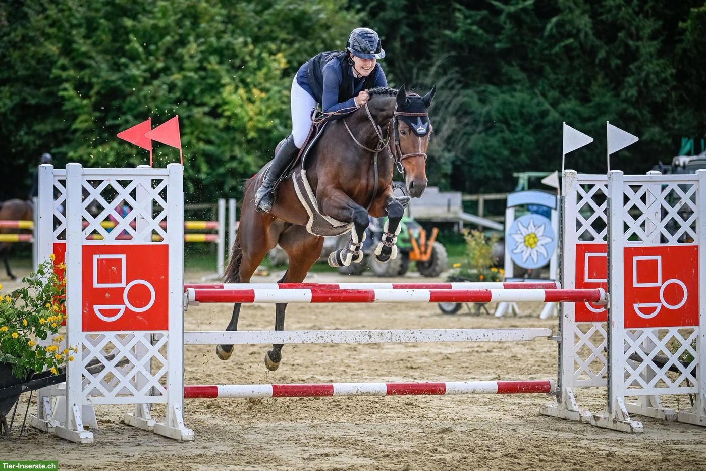 Bild 7: Deutsches Sportpferd: 9-jährige Stute mit Top-Abstammung