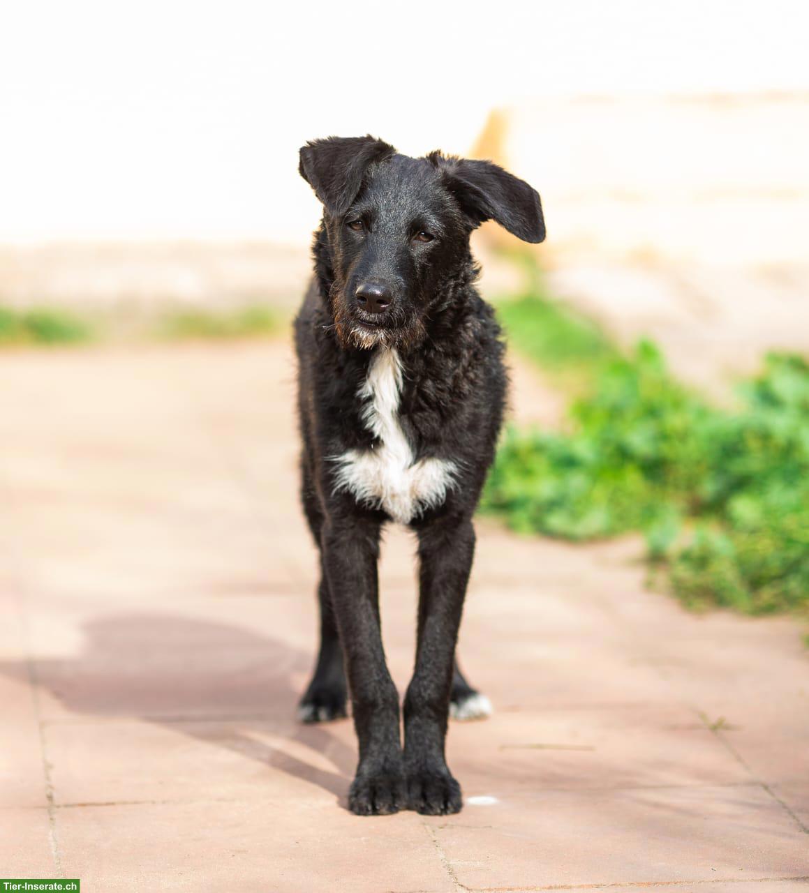 Hübsche Mischlingshündin Zara sucht ein liebevolles Zuhause