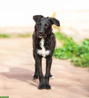 Hübsche Mischlingshündin Zara sucht ein liebevolles Zuhause