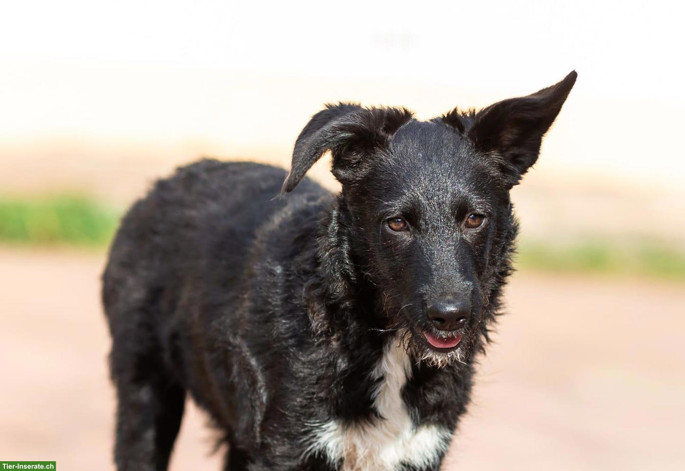 Bild 2: Hübsche Mischlingshündin Zara sucht ein liebevolles Zuhause