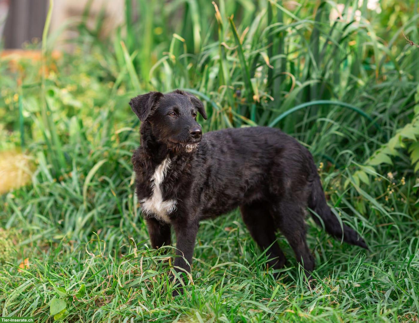 Bild 3: Hübsche Mischlingshündin Zara sucht ein liebevolles Zuhause