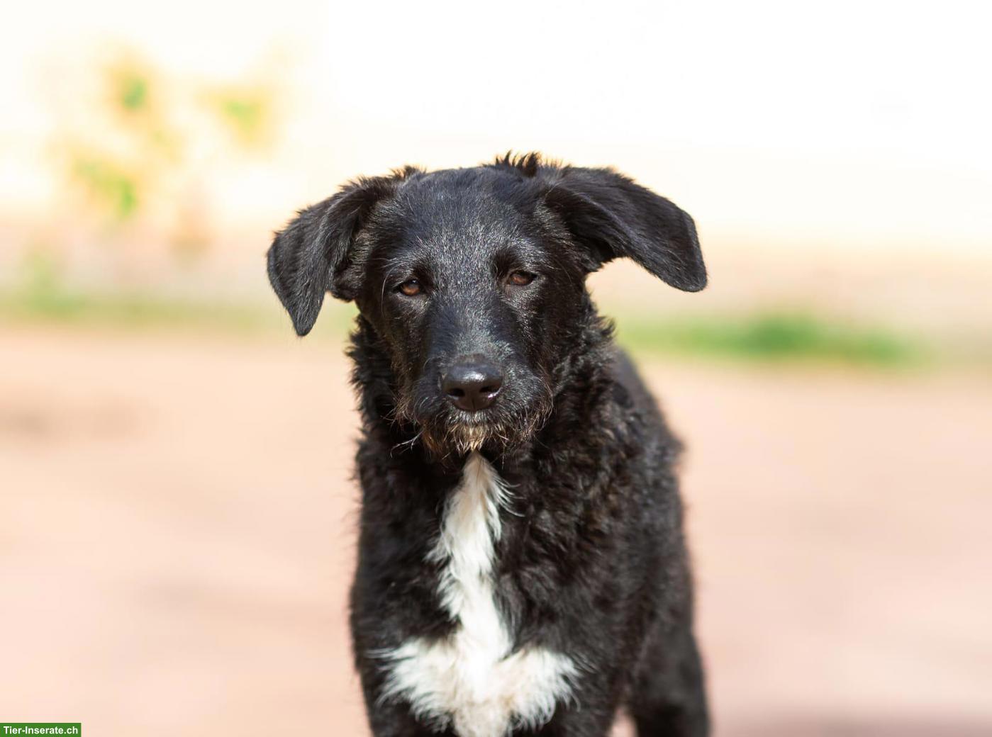 Bild 5: Hübsche Mischlingshündin Zara sucht ein liebevolles Zuhause