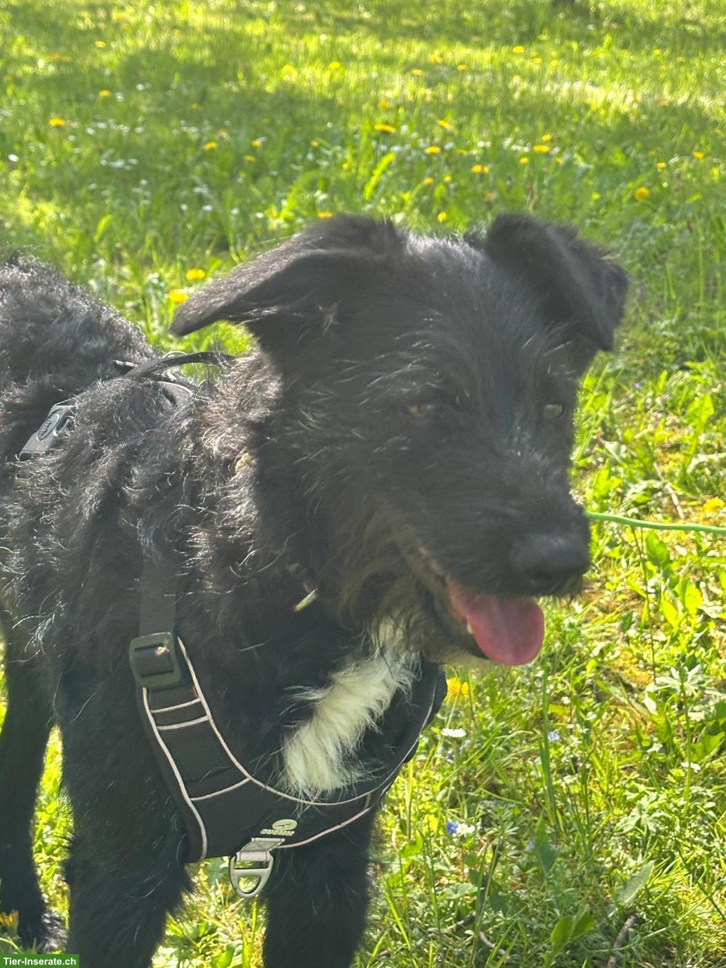 Bild 6: Hübsche Mischlingshündin Zara sucht ein liebevolles Zuhause