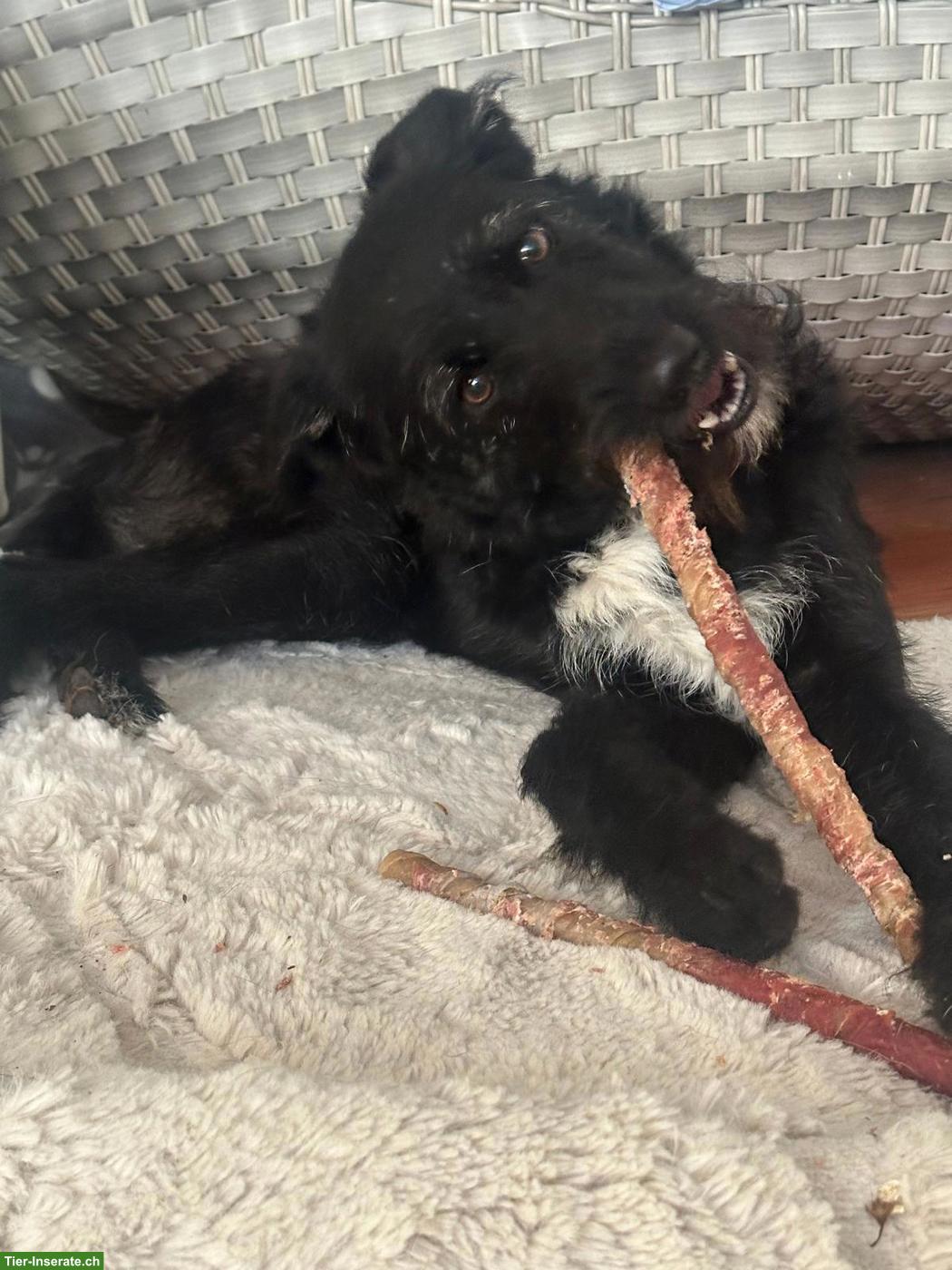 Bild 7: Hübsche Mischlingshündin Zara sucht ein liebevolles Zuhause