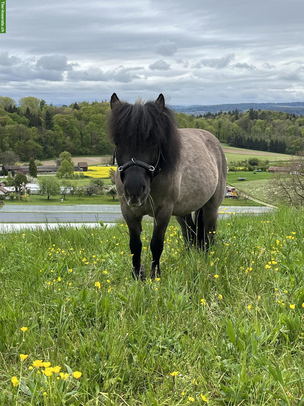 Gesunder Shetty-Mix Wallach mit Vorwärtsdrang