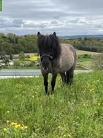 Gesunder Shetty-Mix Wallach mit Vorwärtsdrang