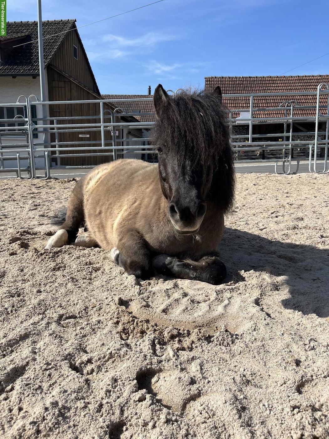 Bild 2: Gesunder Shetty-Mix Wallach mit Vorwärtsdrang