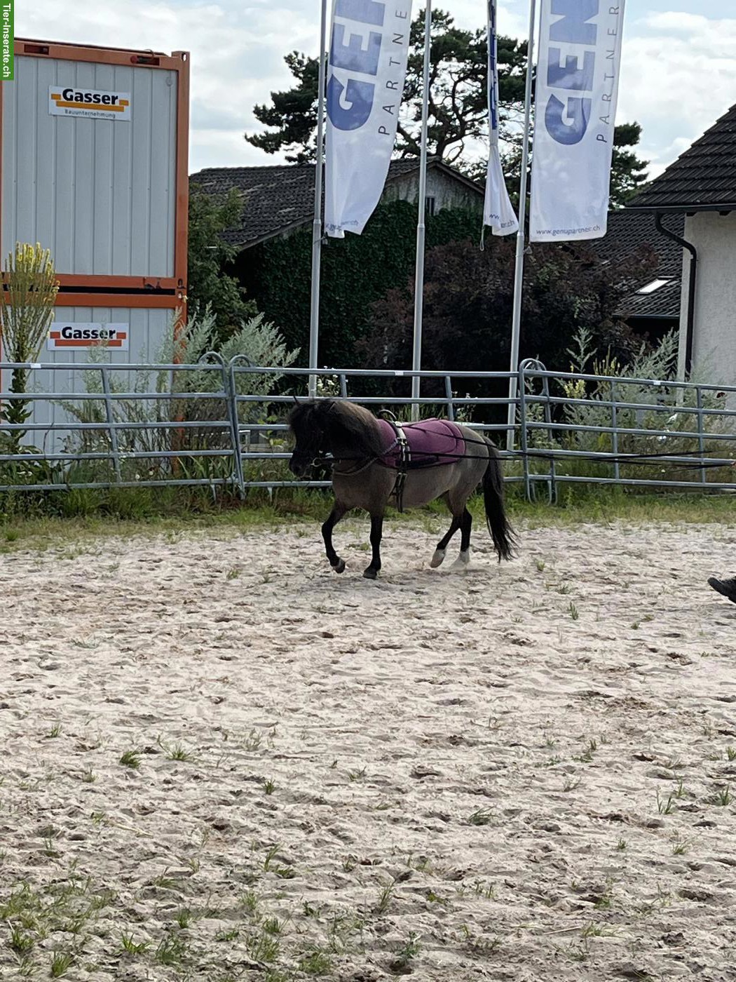 Bild 3: Gesunder Shetty-Mix Wallach mit Vorwärtsdrang