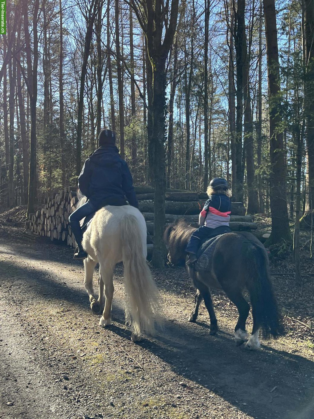 Bild 4: Gesunder Shetty-Mix Wallach mit Vorwärtsdrang