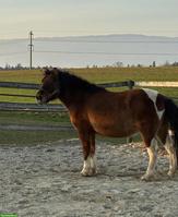 Reitbeteiligung für Pony-Wallach 138 cm bei Lyss BE