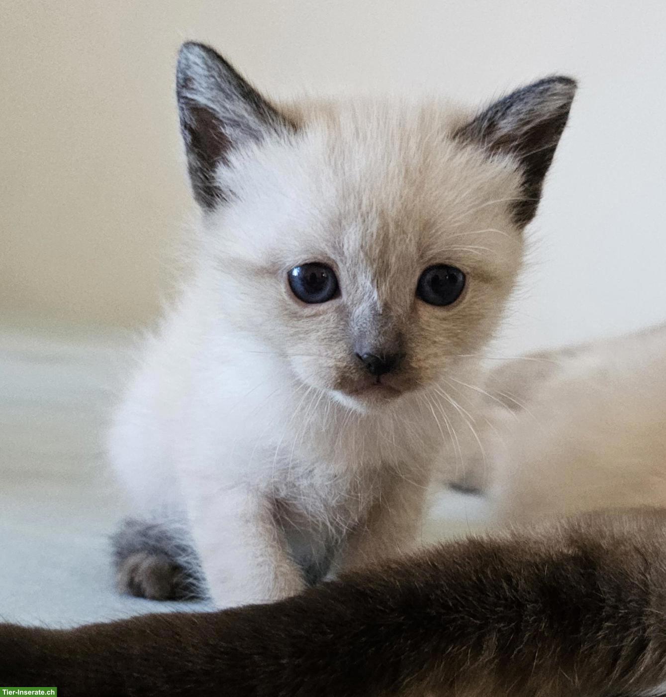 Siam Kitten Seal Point (Weibchen) sucht neues Zuhause