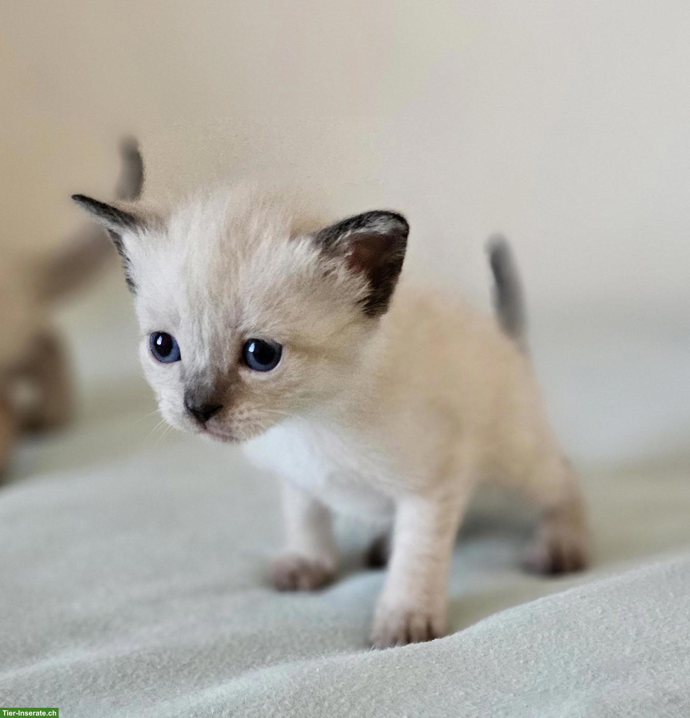 Bild 2: Siam Kitten Seal Point (Weibchen) sucht neues Zuhause