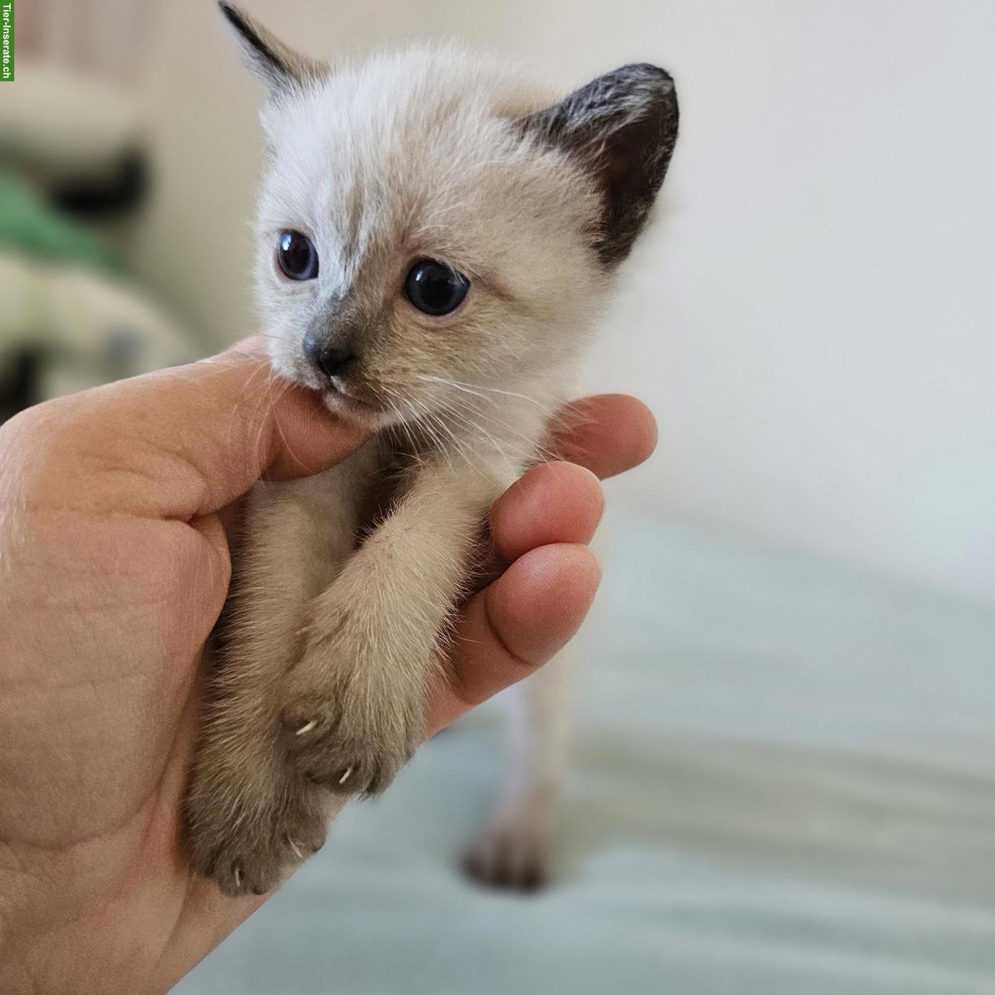 Bild 3: Siam Kitten Seal Point (Weibchen) sucht neues Zuhause