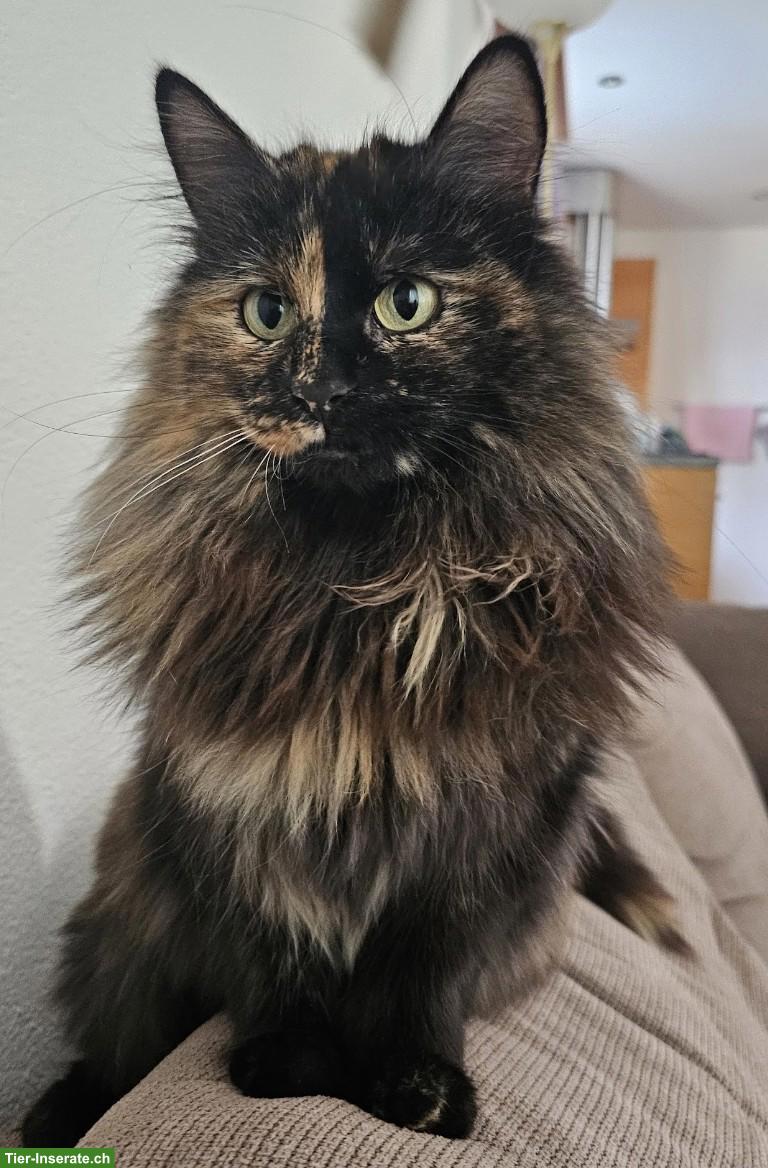 Vermisst: Main Coon Mix Katze in Frauenfeld TG