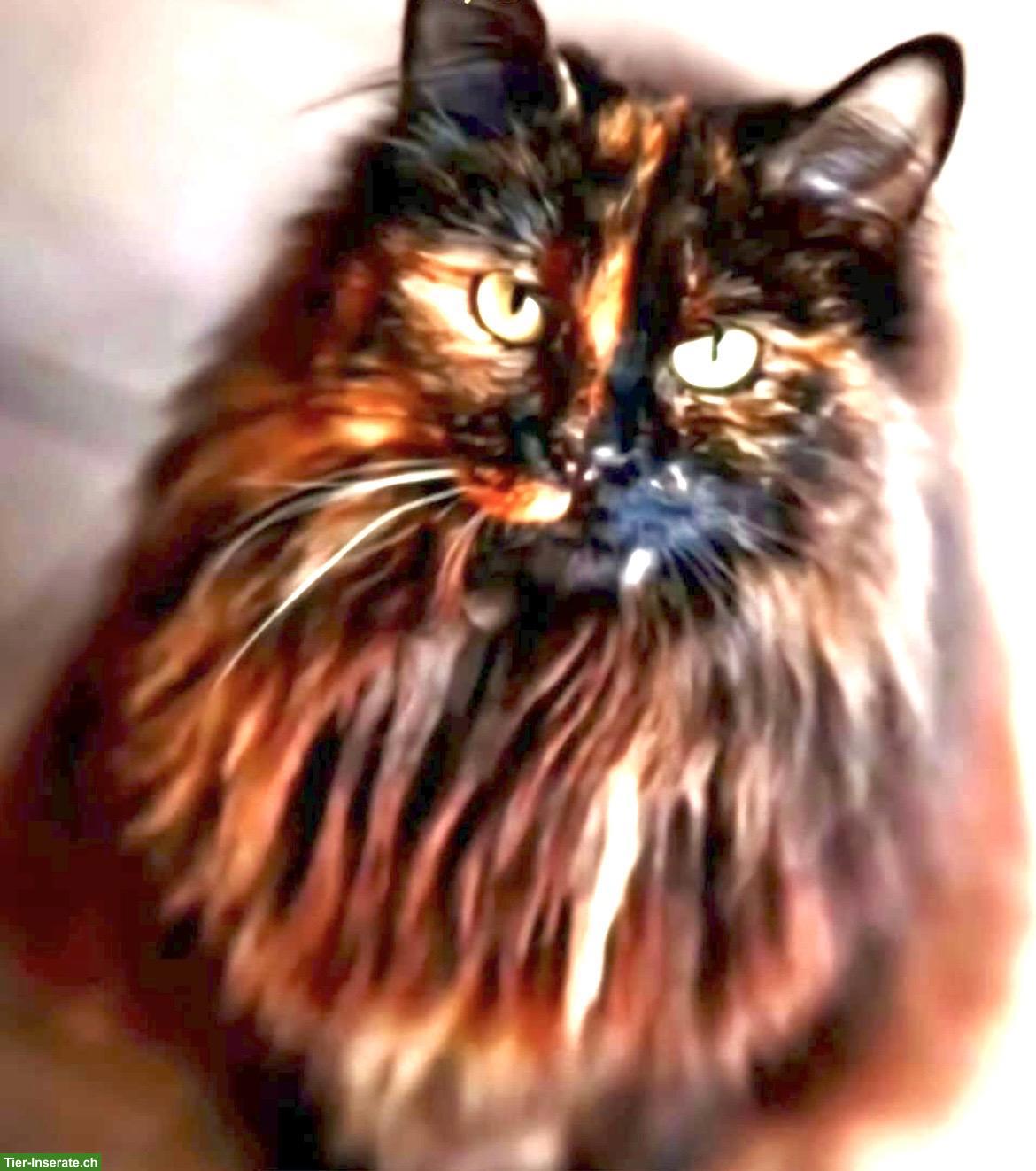 Bild 2: Vermisst: Main Coon Mix Katze in Frauenfeld TG