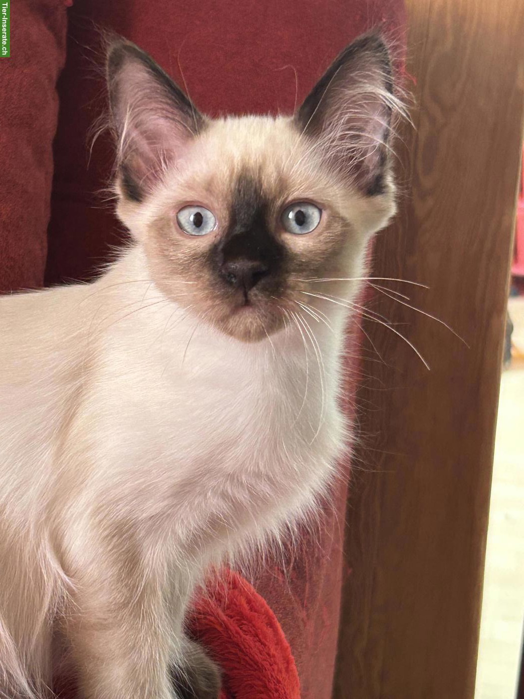 Siam x Heilige Birma Kätzchen