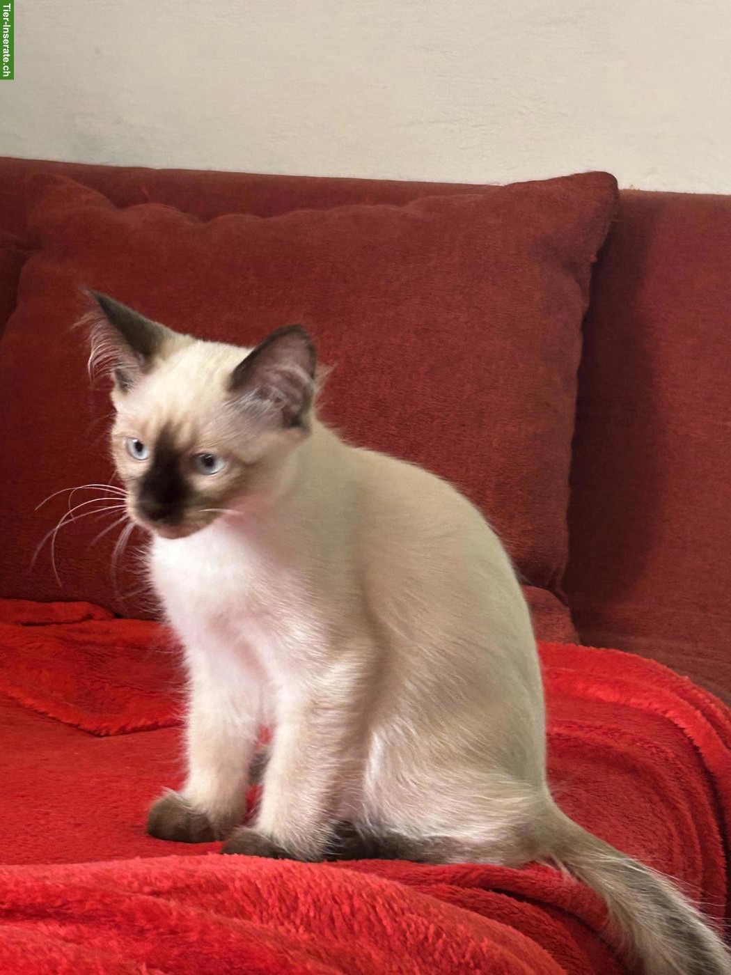 Bild 2: Siam x Heilige Birma Kätzchen