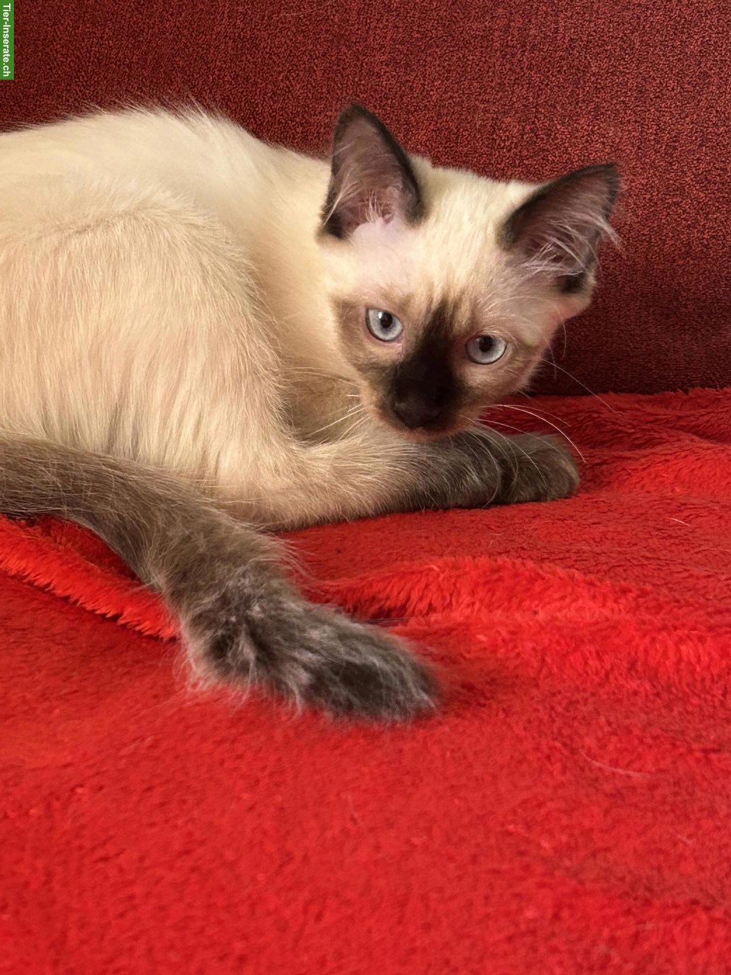 Bild 3: Siam x Heilige Birma Kätzchen