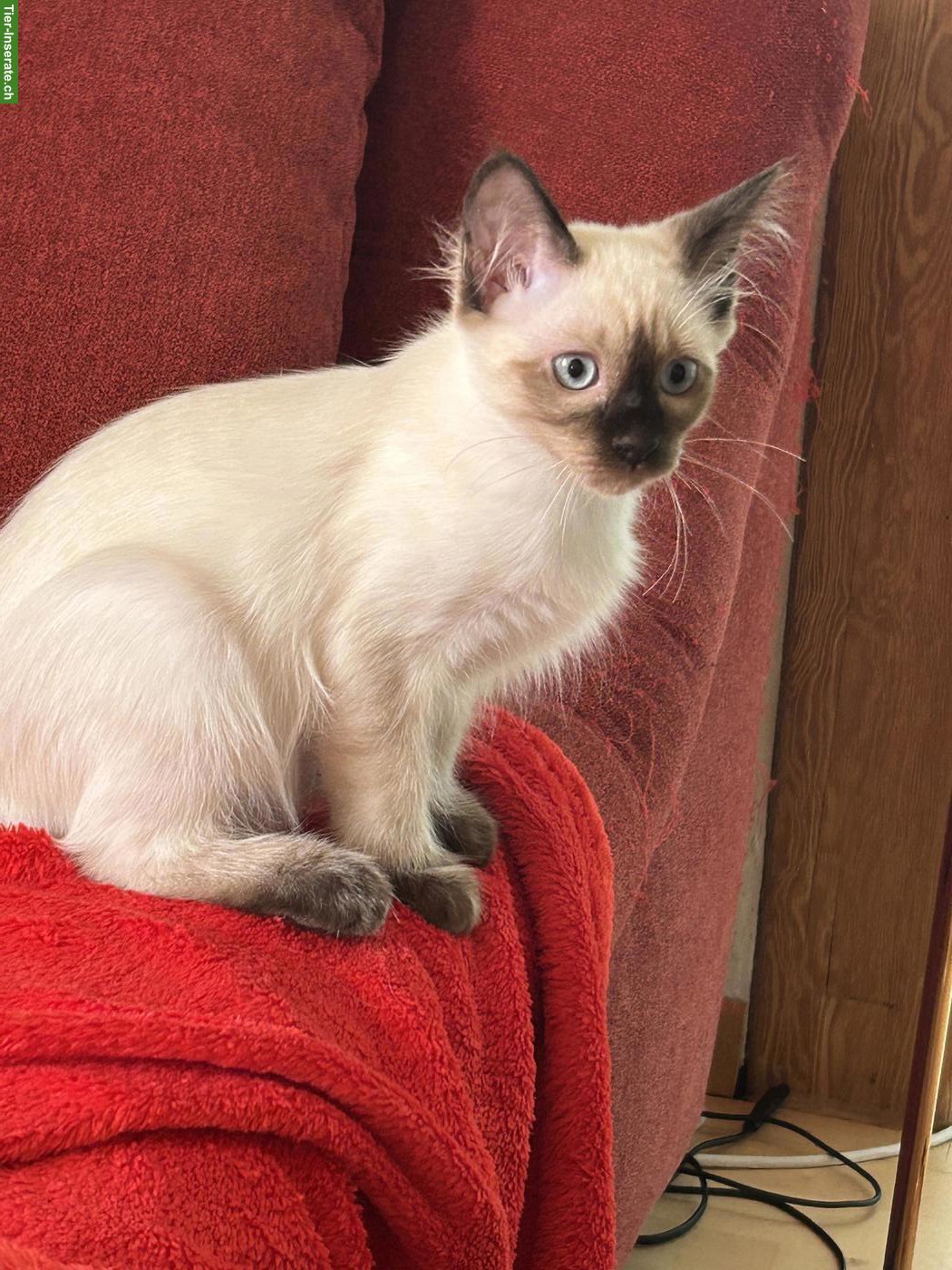 Bild 4: Siam x Heilige Birma Kätzchen