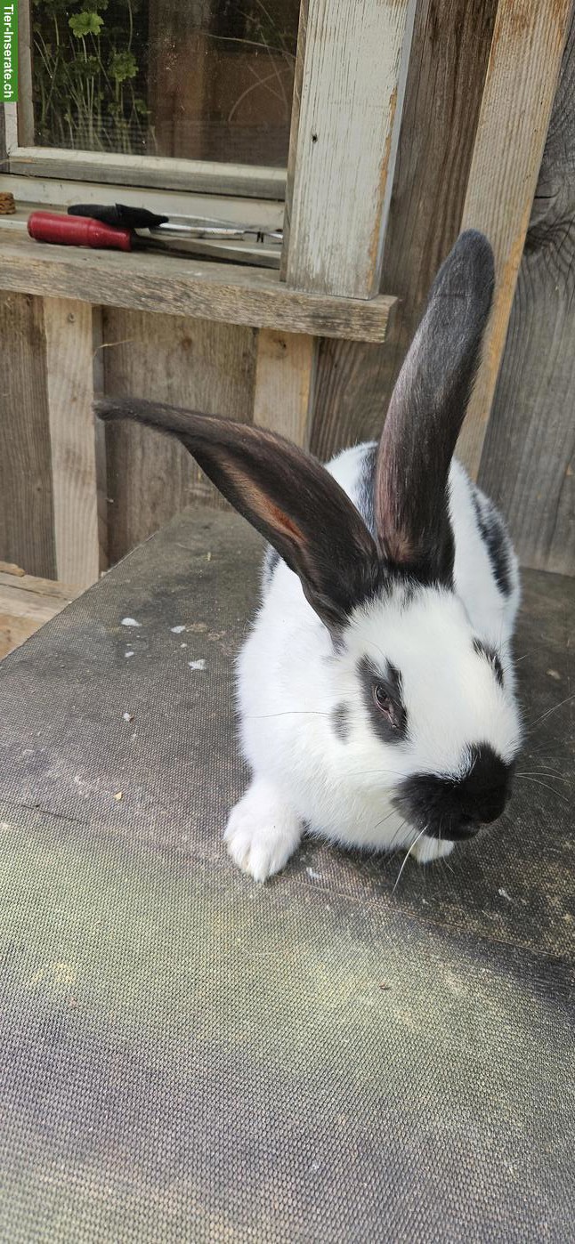 Junger Schweizer Schecken Kaninchen-Bock