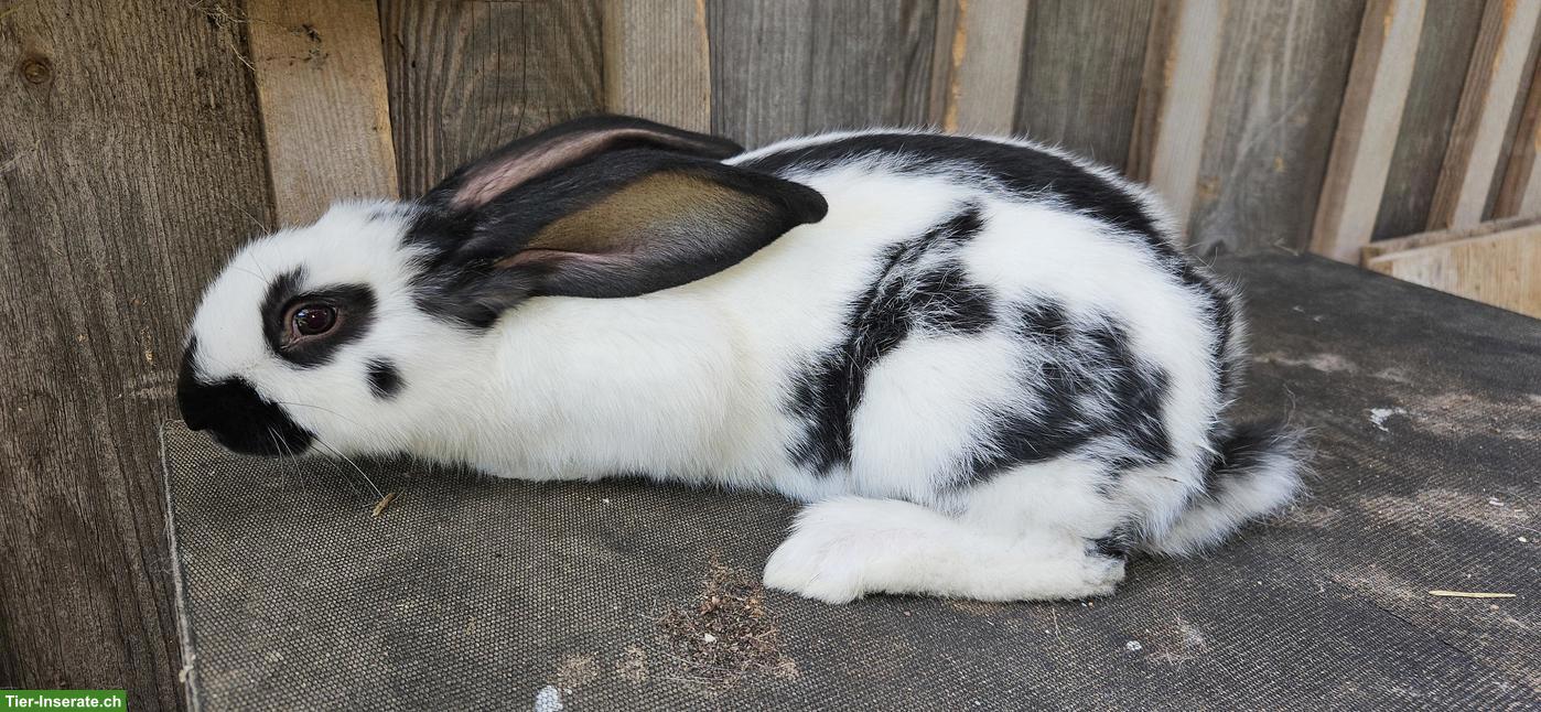 Bild 2: Junger Schweizer Schecken Kaninchen-Bock