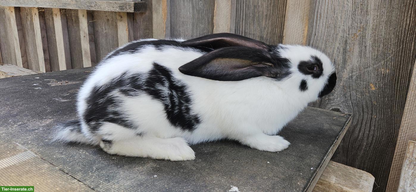 Bild 3: Junger Schweizer Schecken Kaninchen-Bock