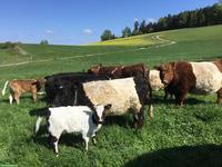 Zwerg-Mutterkühe zu verkaufen