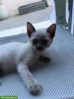 2 Siam Kitten, Blue Point & Chocolate/Tabby Point