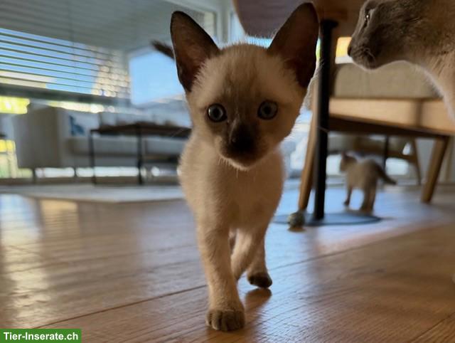 Bild 2: 2 Siam Kitten, Blue Point & Chocolate/Tabby Point