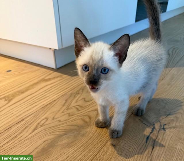 Bild 3: 2 Siam Kitten, Blue Point & Chocolate/Tabby Point