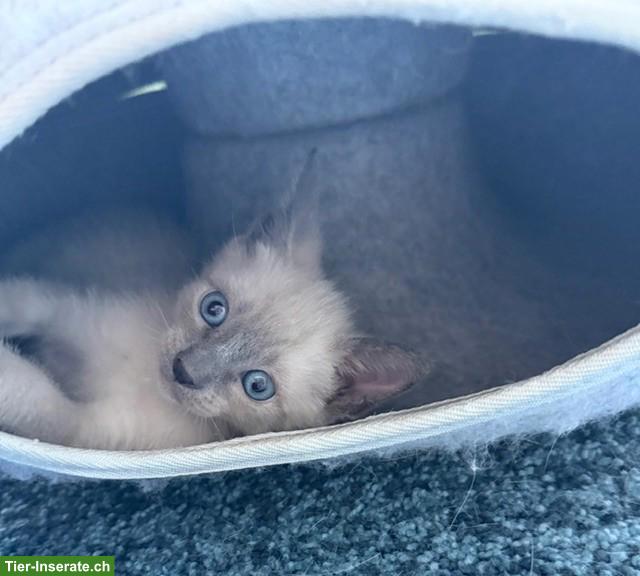 Bild 4: 2 Siam Kitten, Blue Point & Chocolate/Tabby Point