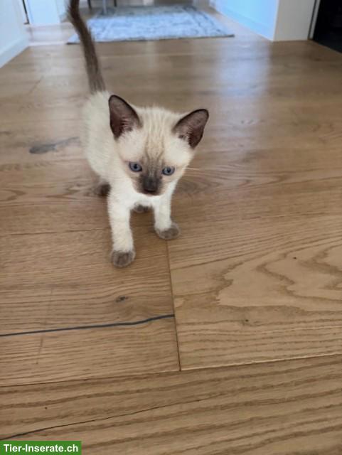 Bild 5: 2 Siam Kitten, Blue Point & Chocolate/Tabby Point