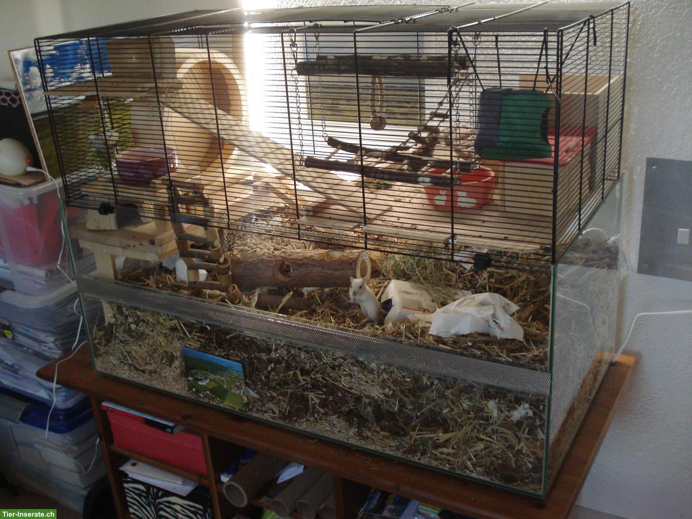 Bild 5: Rennmaus-Terrarium mit Gitteraufsatz mit Zubehör