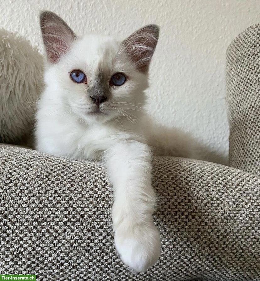 Birma Kätzchen, Kater abzugeben