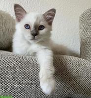 Birma Kätzchen, Kater abzugeben