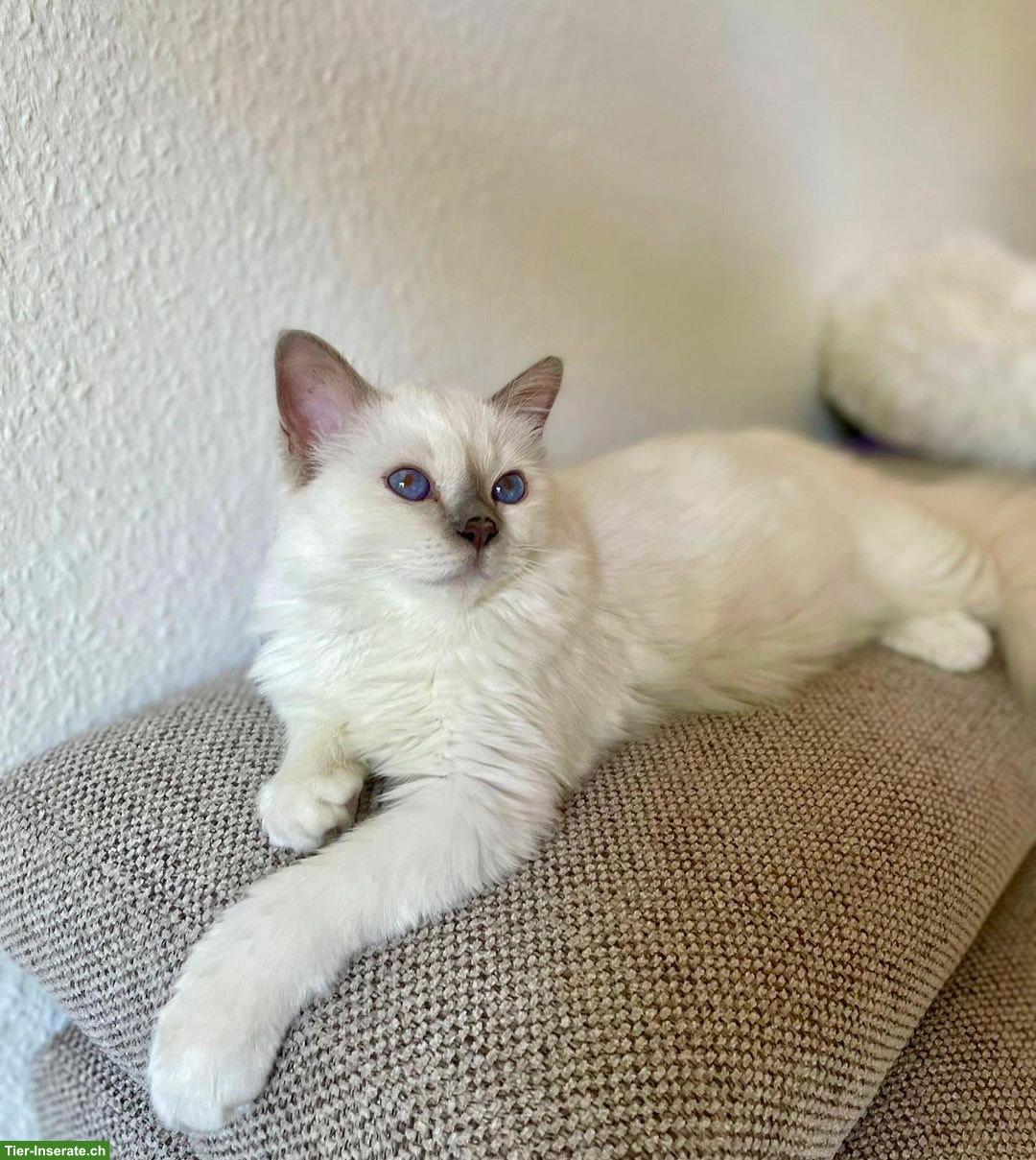 Bild 2: Birma Kätzchen, Kater abzugeben