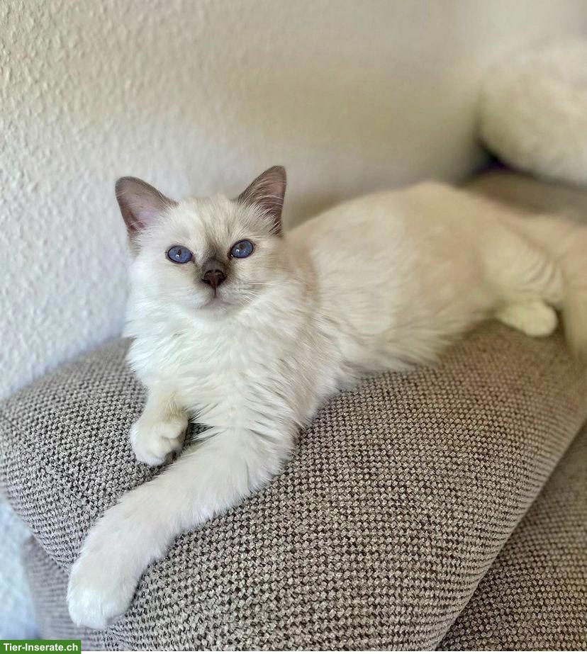 Bild 3: Birma Kätzchen, Kater abzugeben