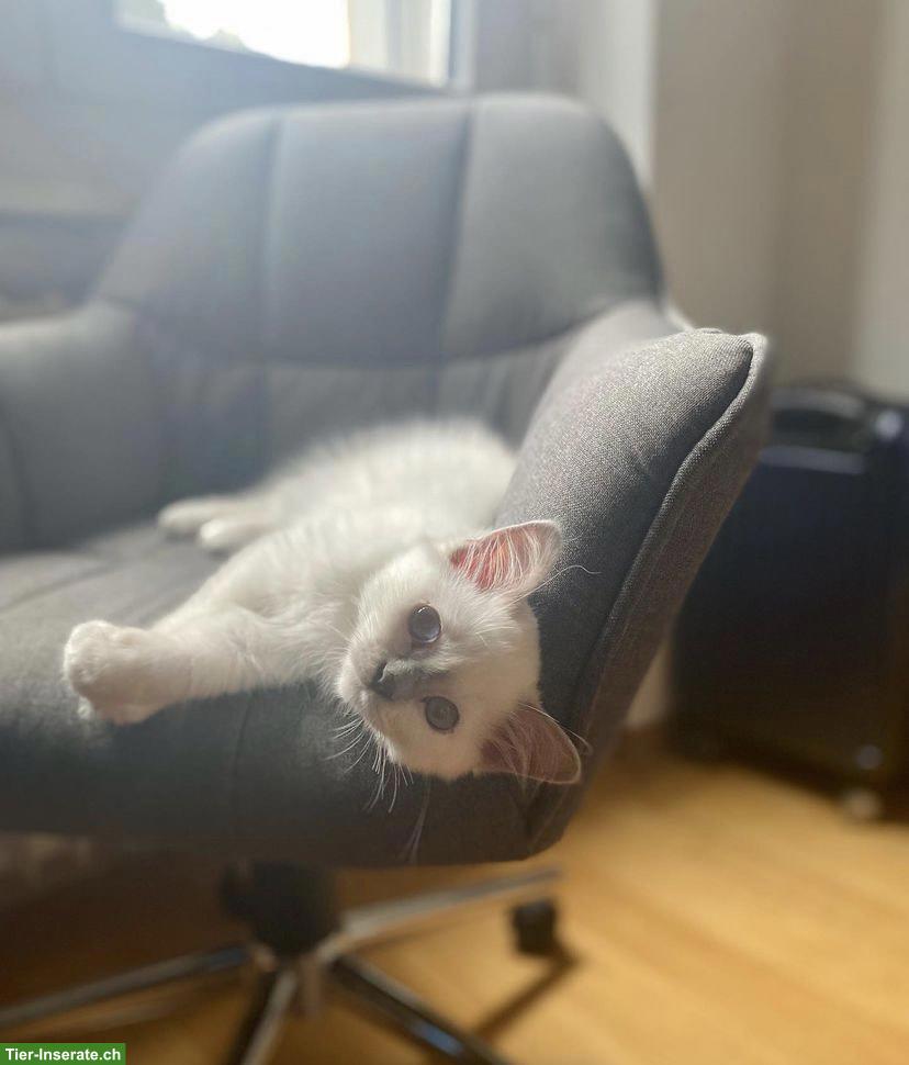 Bild 4: Birma Kätzchen, Kater abzugeben