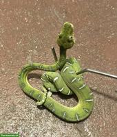 0.1 Corallus caninus / Grüner Hundskopfschlinger